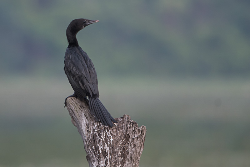 Little cormorant (Microcarbo niger)